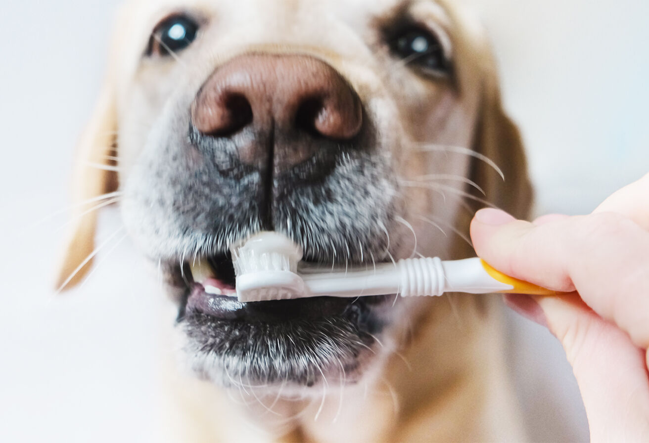 hand brushing dog's teeth